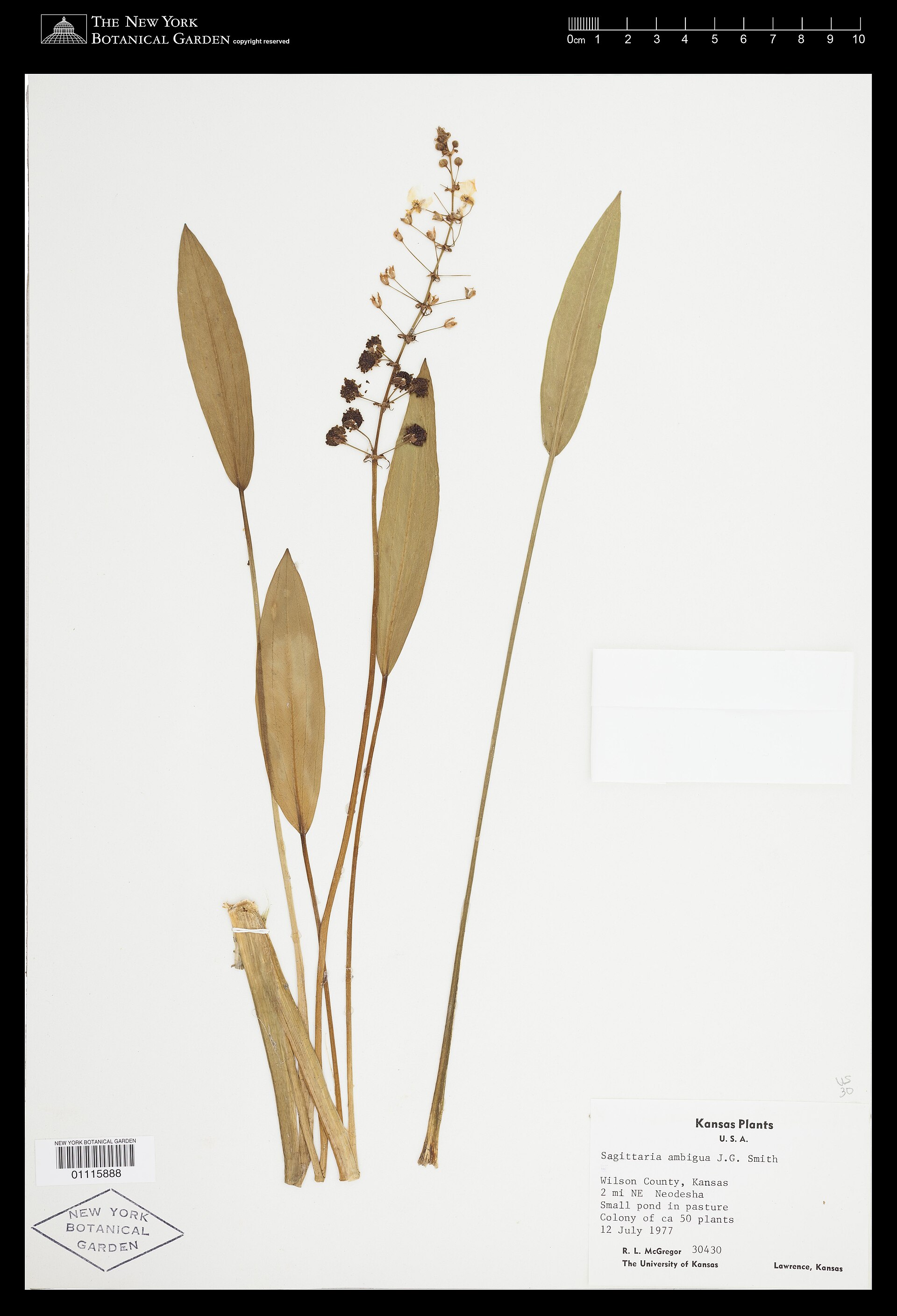Imagem de referência de Alismataceae, descrito nos dados abertos como família de plantas