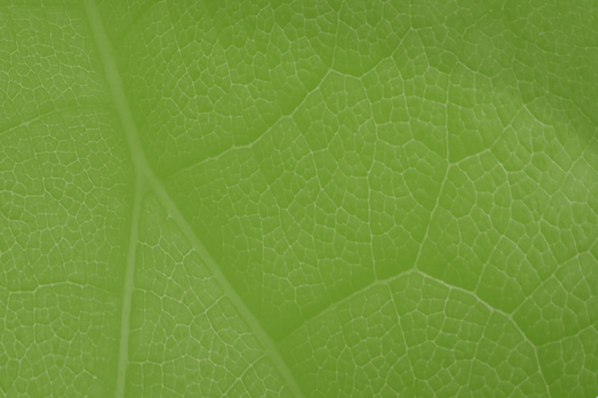 Imagem relacionada à notícia: Acordo verde europeu