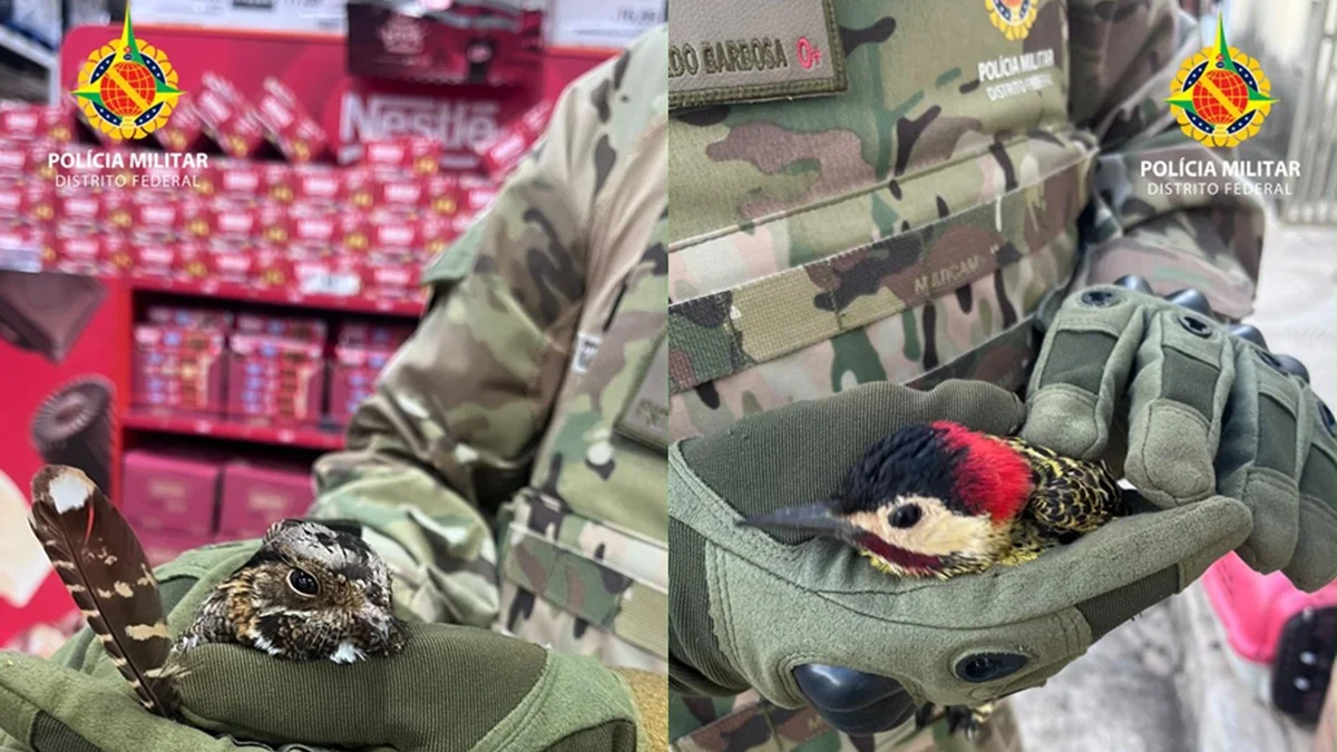 Fofas e feridas, aves nativas do Cerrado são resgatadas em 2 locais do DF