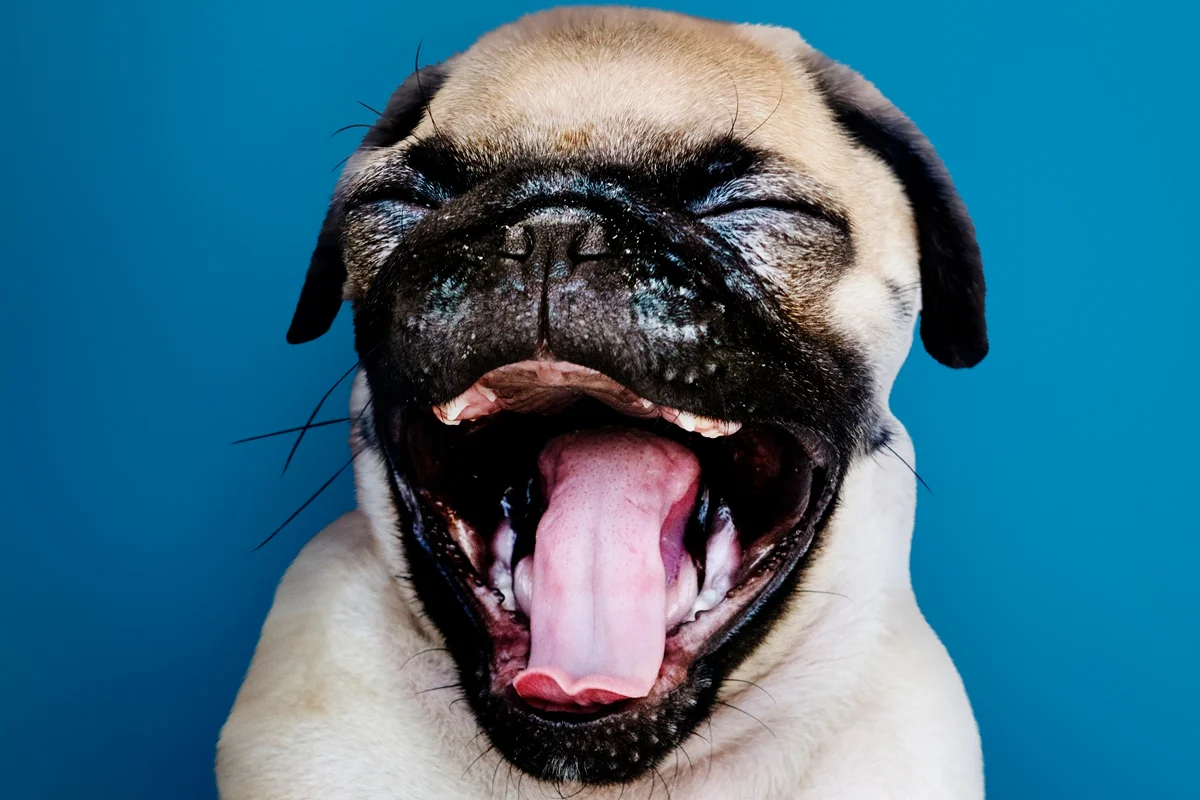 Imagem colorida de cachorro piscando - Metrópoles
