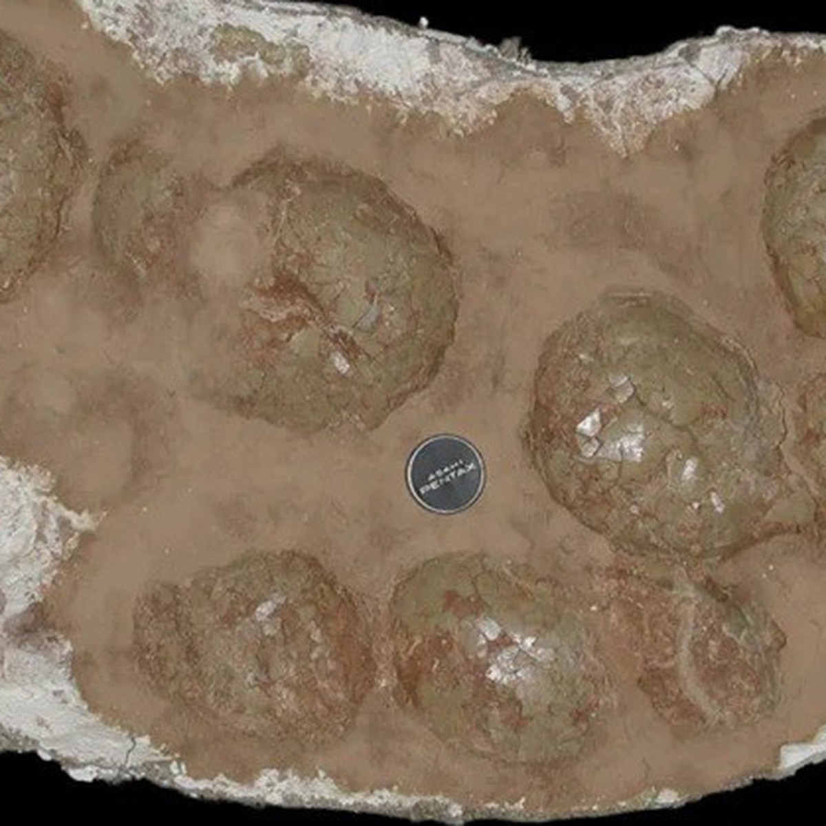 255 fragmentos de casca de ovo com 68 milhões de anos: onde foram encontrados esses ovos de dinossauro gigantes?