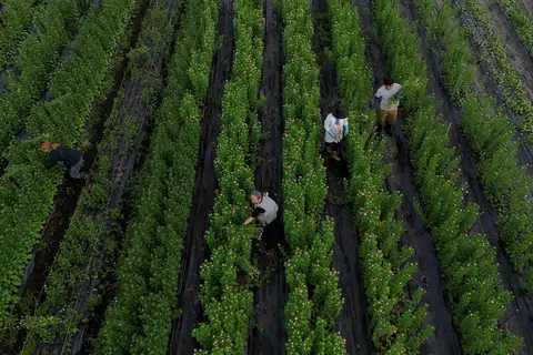 Os guaxinins se espalham pelas cidades japonesas à medida que os danos às plantações aumentam
