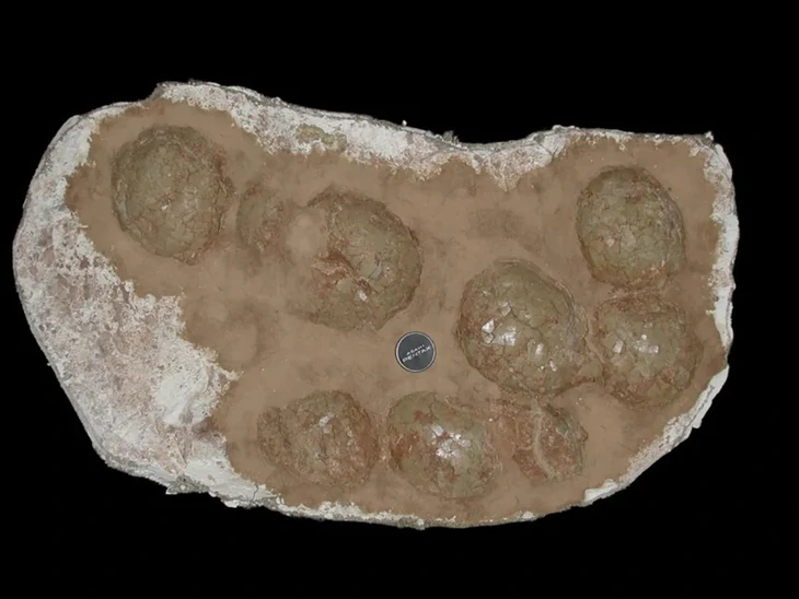 255 fragmentos de casca de ovo com 68 milhões de anos: onde foram encontrados esses ovos de dinossauro gigantes?