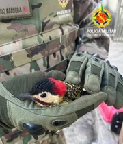 Já o pica-pau estava na Vila Telebrasília