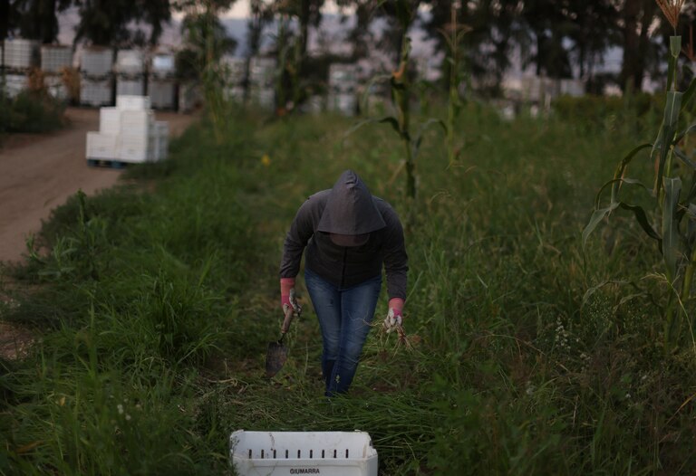 As sanções atingiram apenas 27,5% das infrações por agrotóxicos detectadas na Califórnia