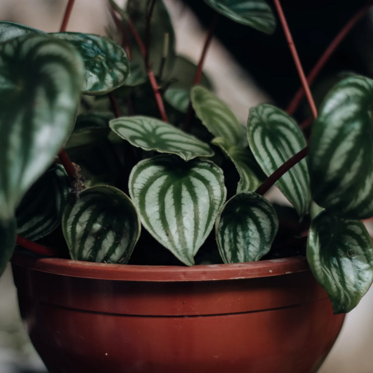 Peperômia é uma das melhores plantas para a cozinha; saiba como cultivar