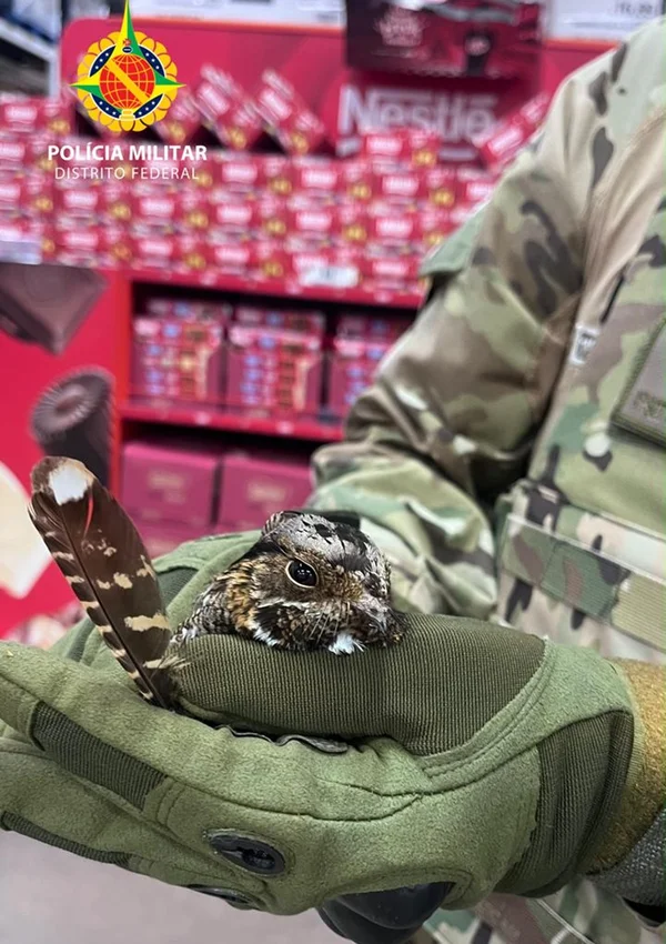 Fofas e feridas, aves nativas do Cerrado são resgatadas em 2 locais do DF - destaque galeria