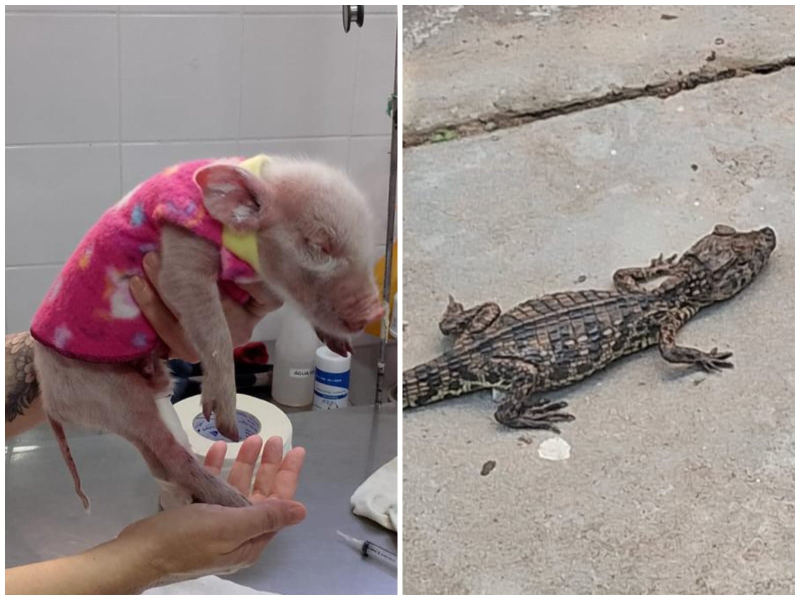 Porco foi encontrado em uma estação em SP, enquanto o filhote de jacaré foi achado na Bahia Divulgação/ViaMobilidade