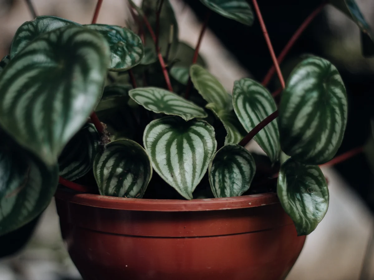 Peperômia é uma das melhores plantas para a cozinha; saiba como cultivar
