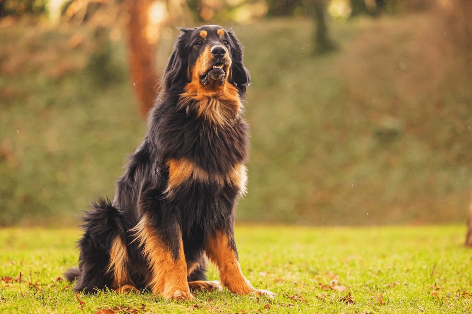 Hovawart: conheça o cachorro alemão que tem forte instinto protetor e apego à família Portal EdiCase