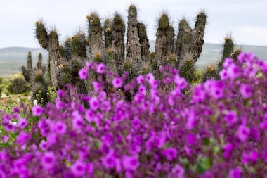 Deserto colorido: Atacama floresce após volume de chuva inédito provocado pelo El Niño; veja fotos