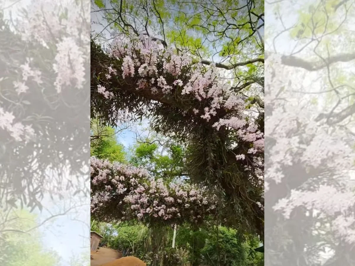 Idoso impressiona moradores ao cultivar orquídeas em árvores de rodovia