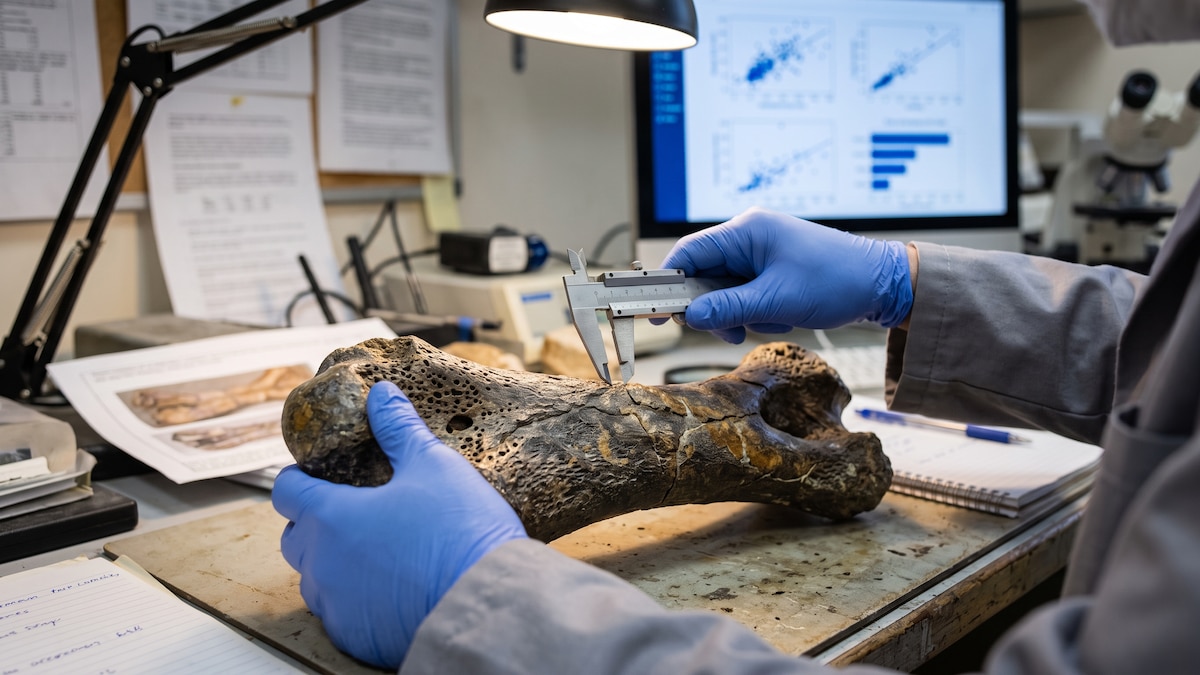 Como os dinossauros se diversificaram após a extinção ocorrida há 252 milhões de anos