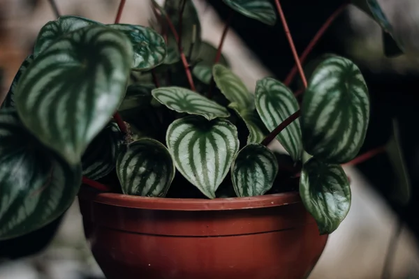 Peperômia é uma das melhores plantas para a cozinha; saiba como cultivar