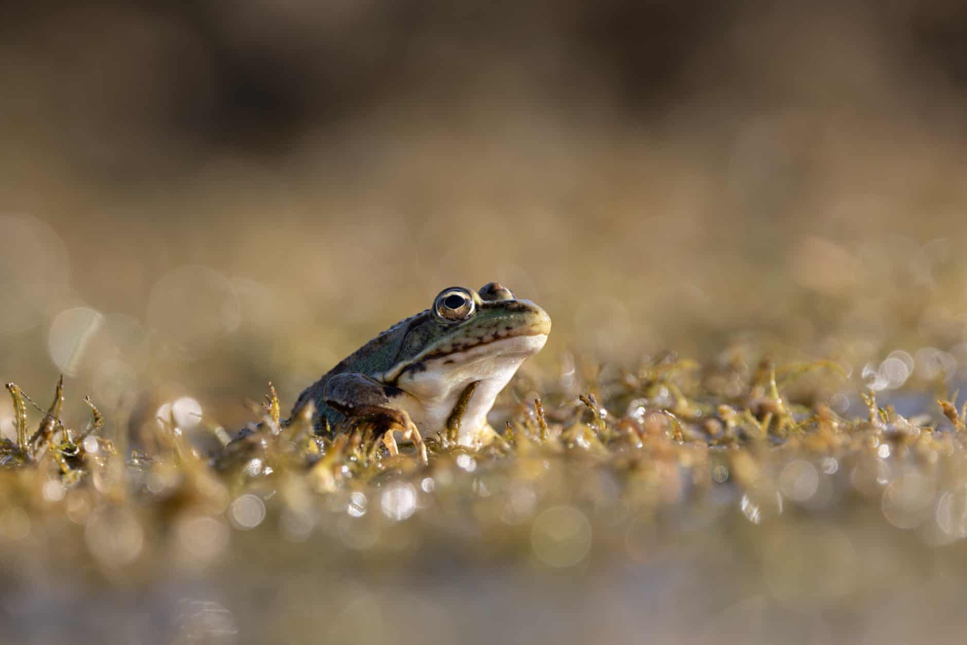 Semana na vida selvagem: um pequeno felino-tigre, ursos no quintal e umaouriça-do-mar rosa fruncida