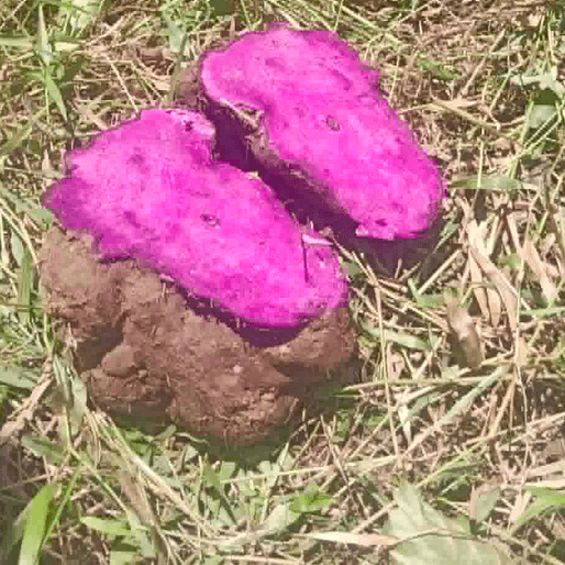Purple harvest: Safeguarding the future of the ube industry
