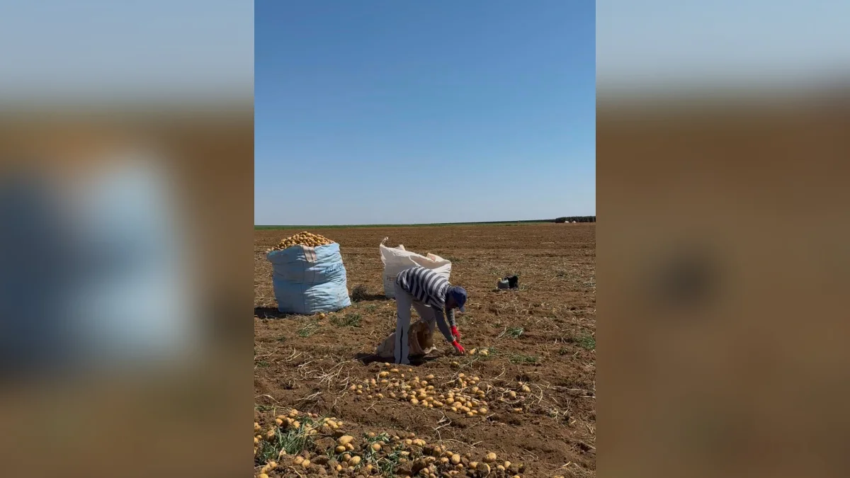 Mais de 200 trabalhadores são resgatados de trabalho escravo em MG