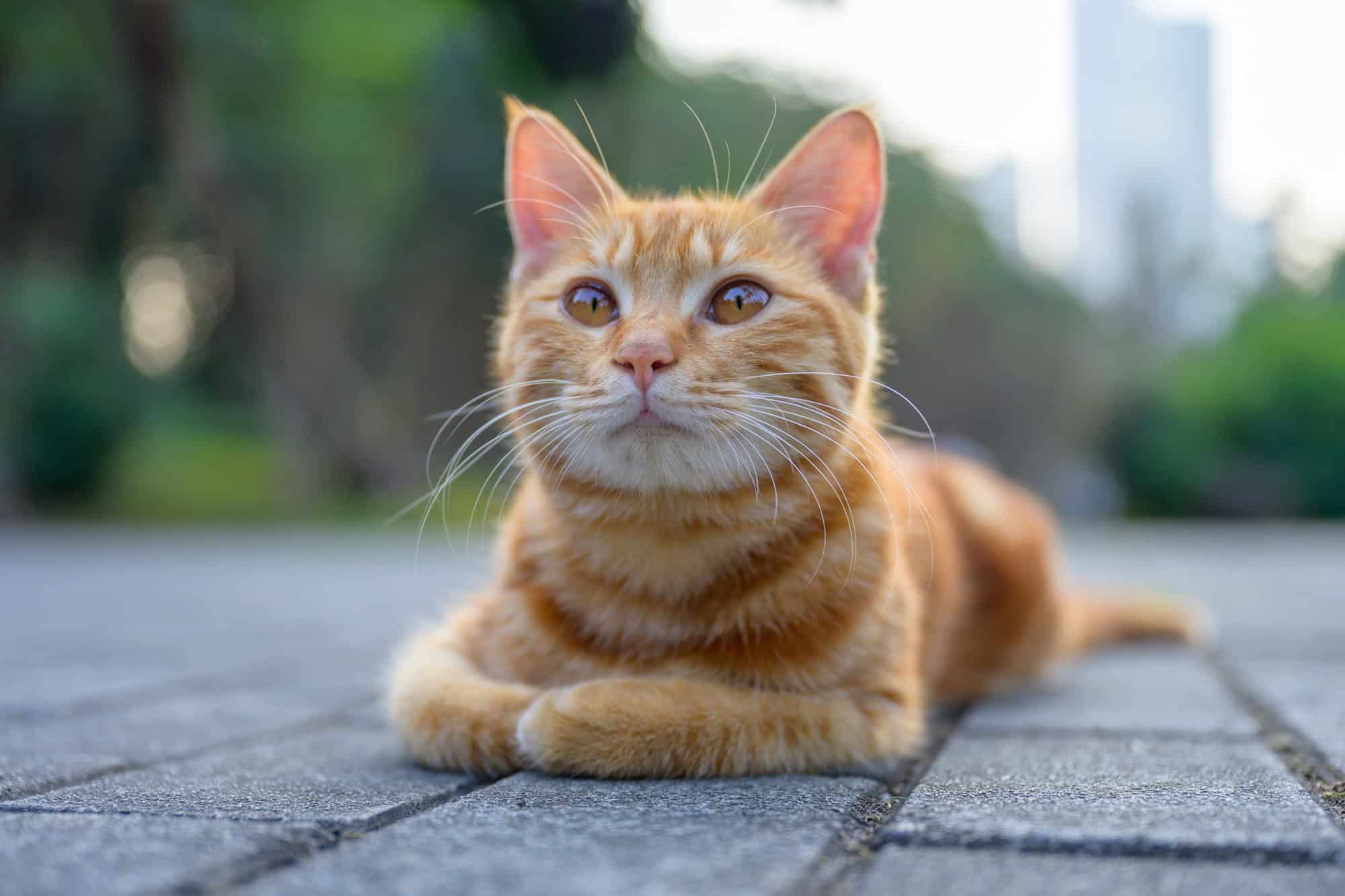 Cientistas descobrem o segredo genético dos gatos laranjas