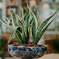 Por qué es importante tener una lengua de suegra en casa