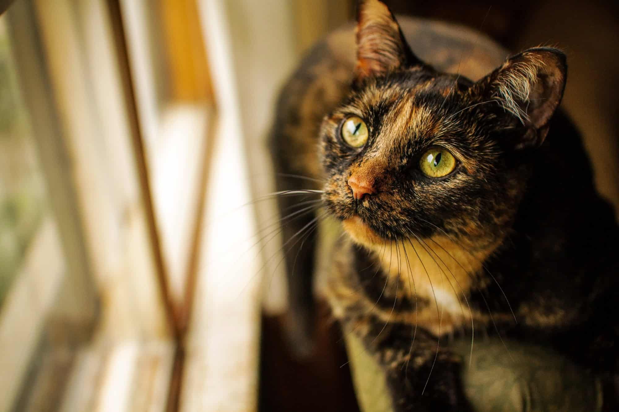 Gata com pelagem escura mesclada de pelos pretos, marrons e alaranjados, olhos verdes e nariz alaranjado, próxima a uma janela