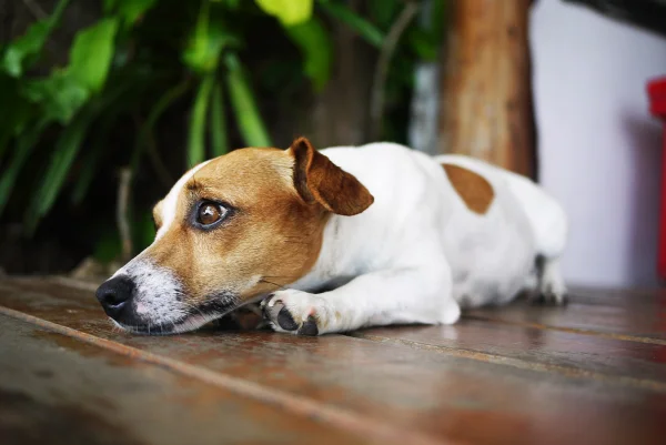 Nutrição correta reduz o risco de distúrbios intestinais em cães e gatos